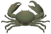 BPI_Hyperion_PS_Crab
