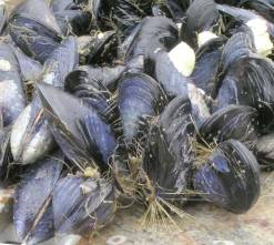 mussel
